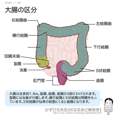 大腸 方向|3．大腸 